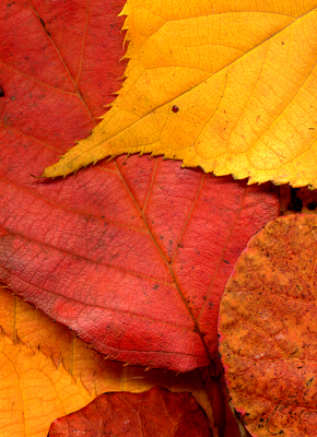 Autumn Embers zoom