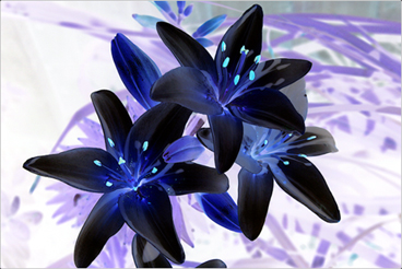 trendy art print 'Winter Chill Lilies'